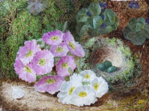 Primroses by OLIVER CLARE